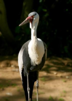 u27/ninadartworks/medium/16233854.wattledcrane.jpg