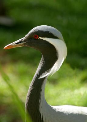 white banded heron