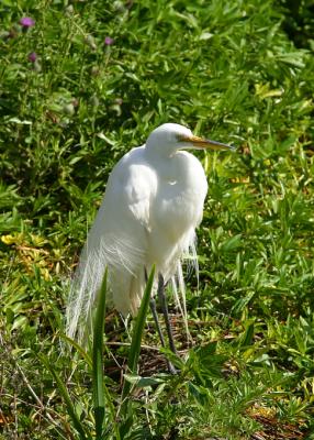 white heron 2