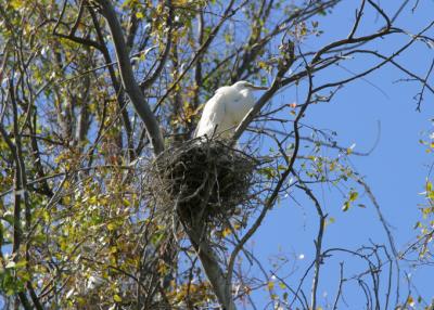 White heron's nest.