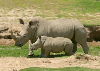 rhino and baby 2