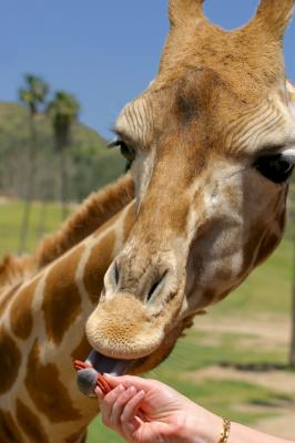 Feeding the giraffe 2