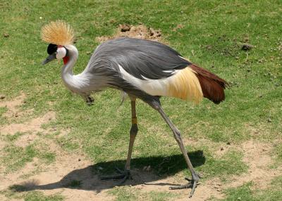crown crane 2
