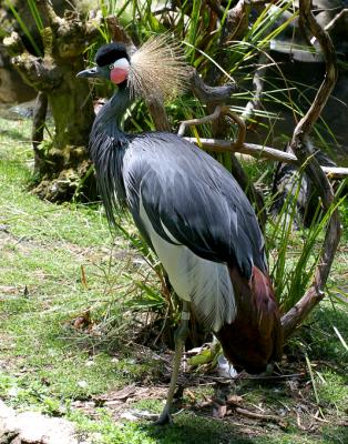 crown crane 3