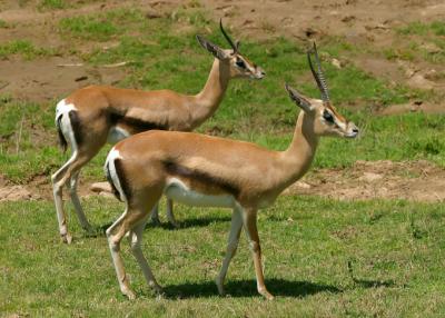 pair of Roosevelt's Gazelles