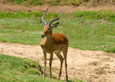 Young male Impala