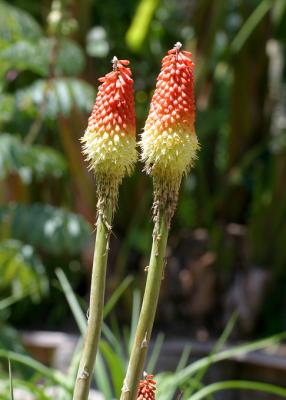 jurassic flowers