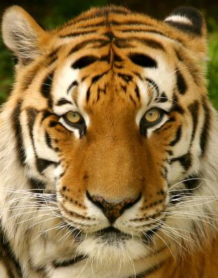 Siberian & Sumatran Tigers