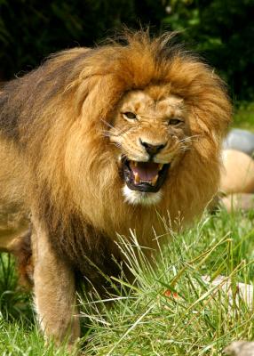 Lion growl
