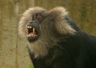cameranian monkey