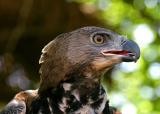 golden eagle 2