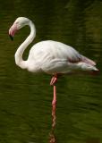  white flamingo 1