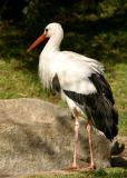 red billed stork