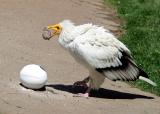 White Brazilian  condor