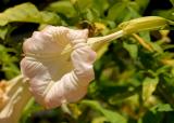 light pink angel trumpet