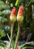 jurassic flowers