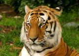 Siberian tiger face