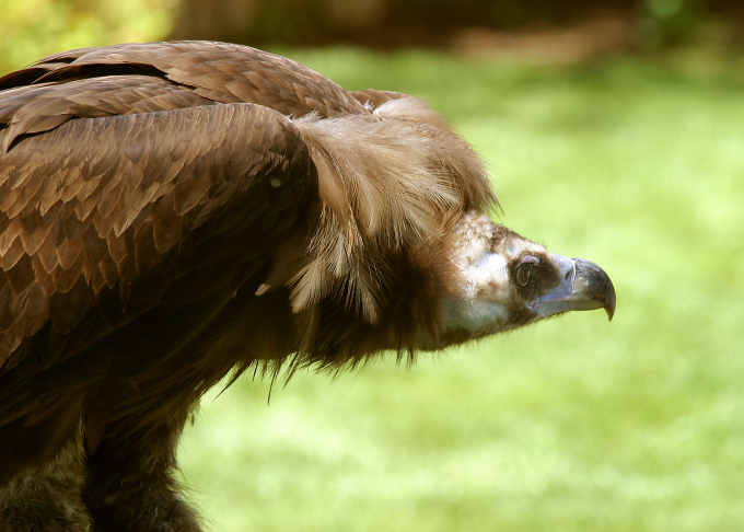 Brazilian brown vulture