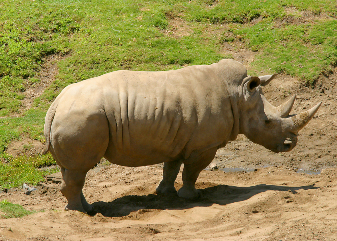 South African white rhino