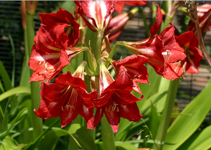 red antheriums