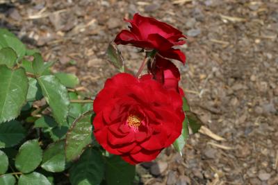 u27/nitro115/medium/16443343.IMG_1845.jpg