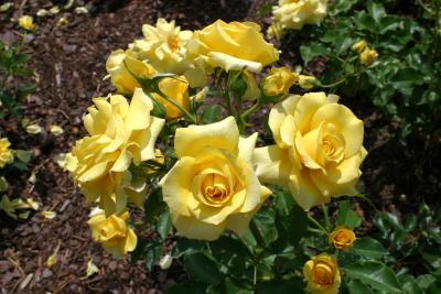 u27/nitro115/medium/16443347.IMG_1854.jpg