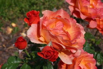 u27/nitro115/medium/16443350.IMG_1859.jpg