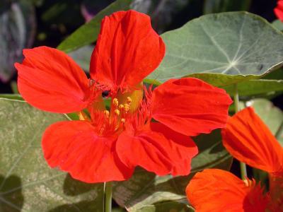 u27/nomantra/medium/15831402.flower.jpg