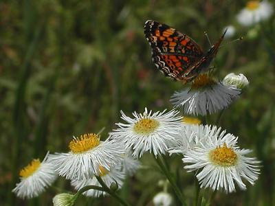 Pearl Crescent