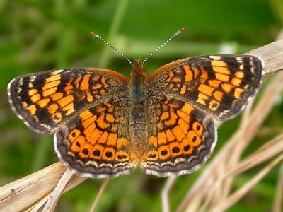 Pearl Crescent, Female