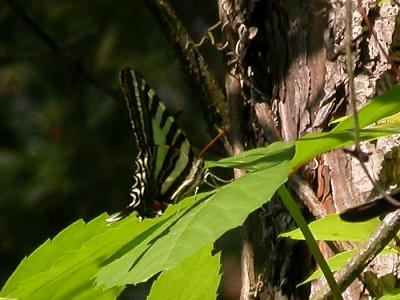 Zebra Swallowtail