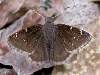 Northern Cloudywing
