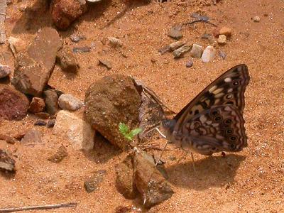 Hackberry Emperor