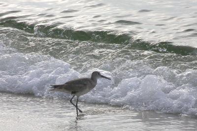 Willet