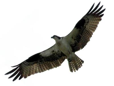 Osprey