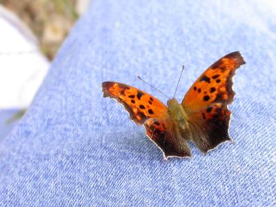 Eastern Comma on my Jeans