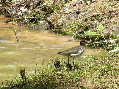Spotted Sandpiper