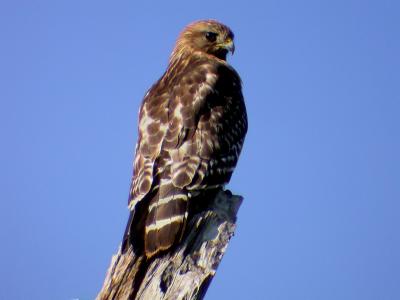 Red-Shouldered Hawk