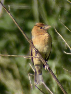 Blue Grosbeak, Female