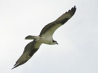 u27/nomantra/medium/16678716.osprey3.jpg