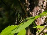 Zebra Swallowtail