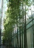 sfo . bamboo