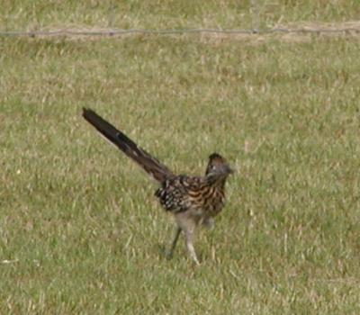 Struttin' His Stuff!