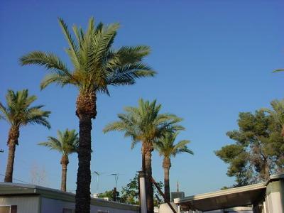 palms at sunset