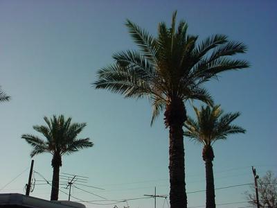 palms at sunset