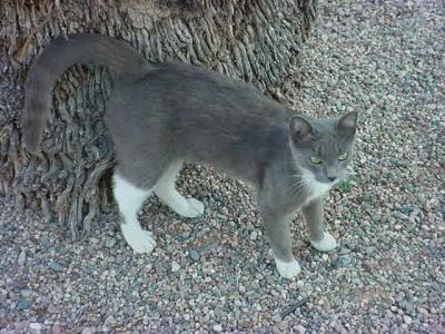 beautiful gray & white<br>cat named Smokey