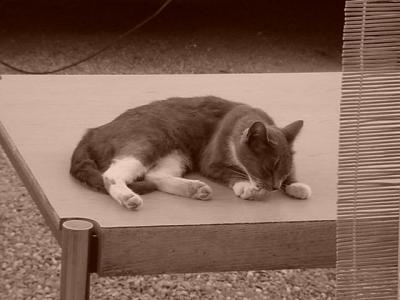 sepia photo of Smokey the cat