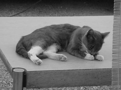 B&W of Smokey the gray and white cat