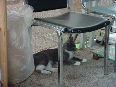 gray and white cat aka  Smoky  nice animal photo