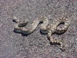 giant King snake on the road
